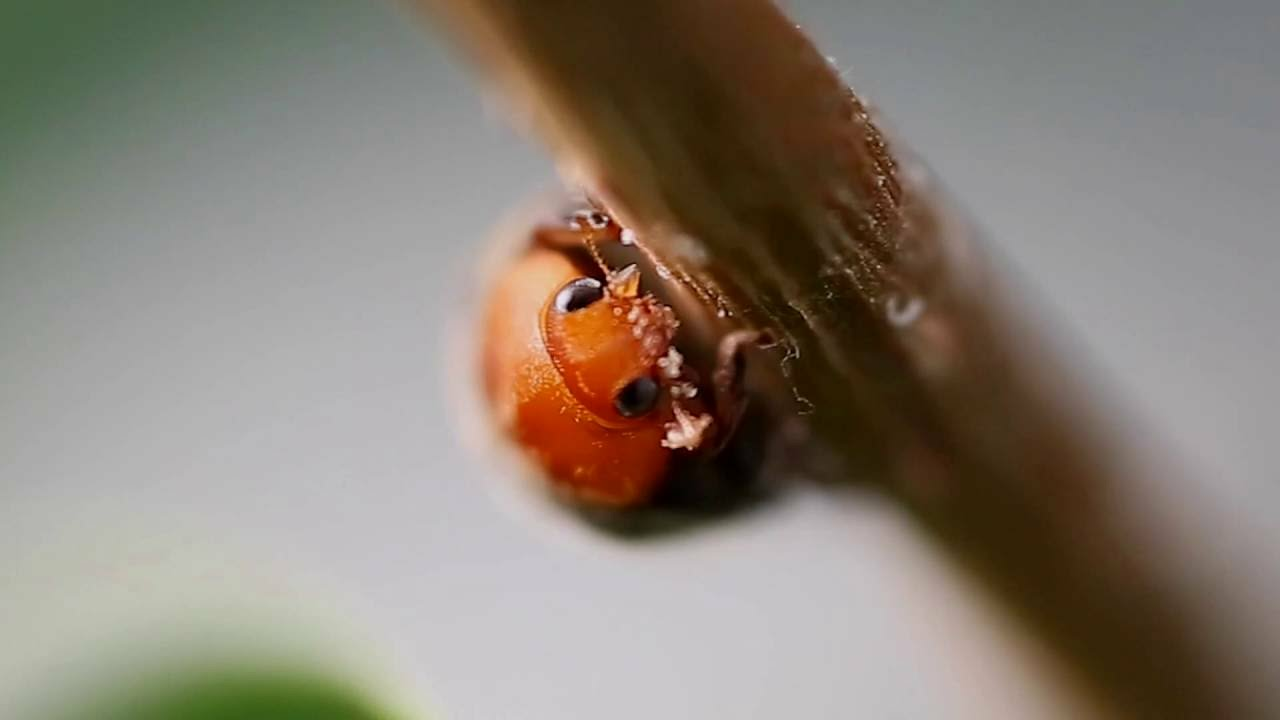 Como utilizar o Cryptobug