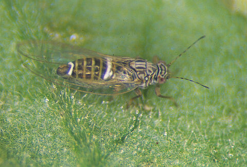 Psilídeo da batata/tomateiro