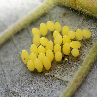 Estágio do ovo de Adalia bipunctata