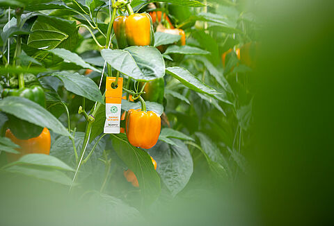 Medidas de prevenção para alergias a produtos