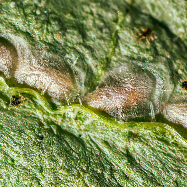 Feltiella acarisuga Pupas