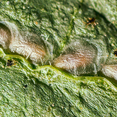 Feltiella acarisuga Pupas