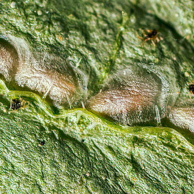 Feltiella acarisuga Pupas