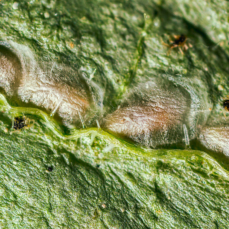 Feltiella acarisuga Pupas