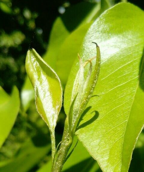 Pear sucker Cacopsylla pyri eggs on stem
