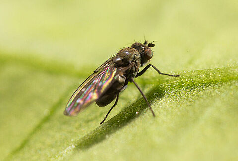 Mosca da costa