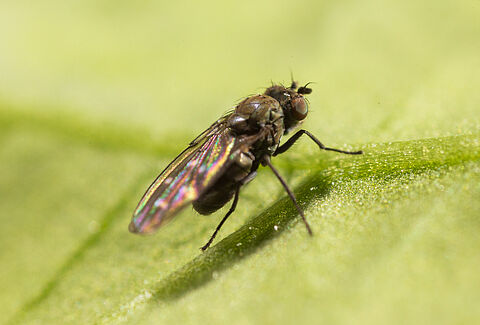 Shore fly Scatella stagnalis Adult