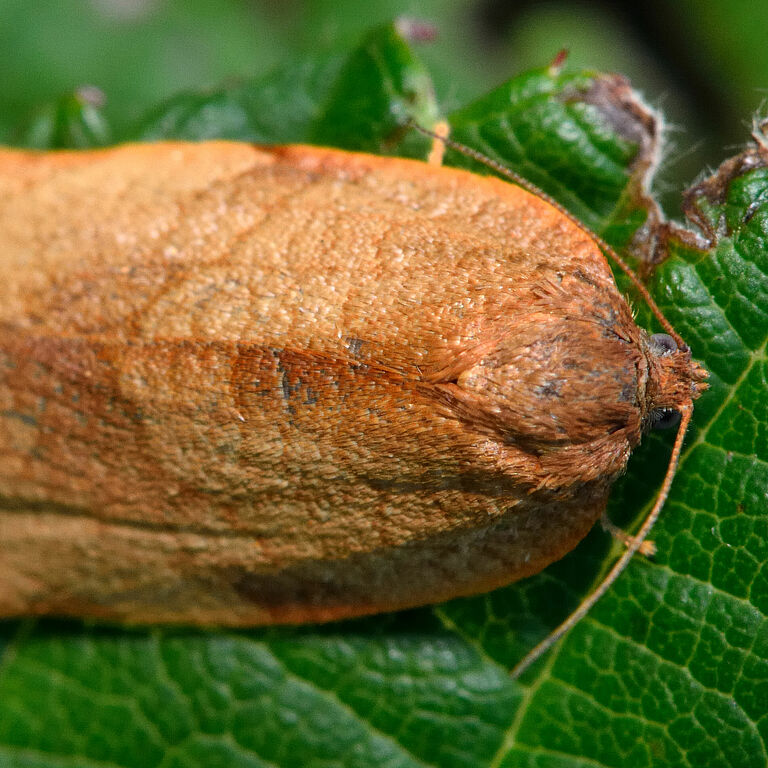 Carnation tortrix Cacoecimorphapronubana Adult stage