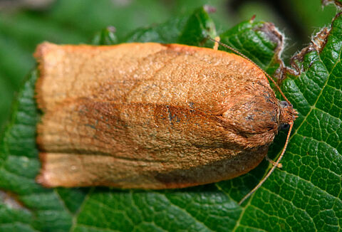 Cravo tortrix
