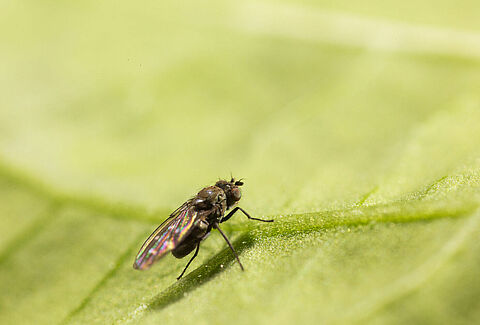 Mosca da costa