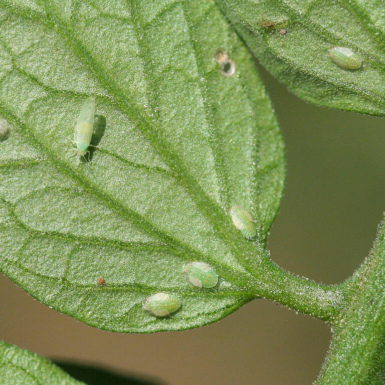 Tomato/Potato Psyllid Bactericera cockerelli Adult and Nymph stages