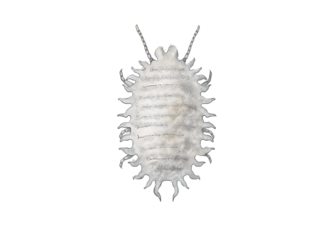 Cochonilhas e escamas