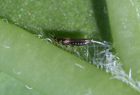 Tripes das flores japonesas