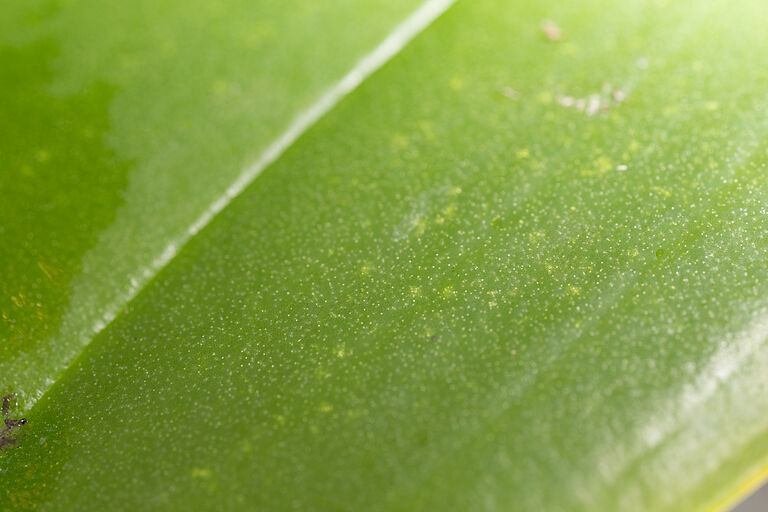 Bryobia spp.
