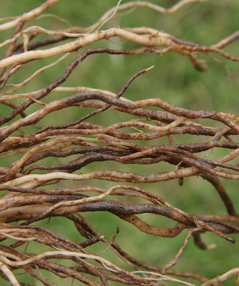 Brown root: Tomato rot Pyrenochaeta lycopersici