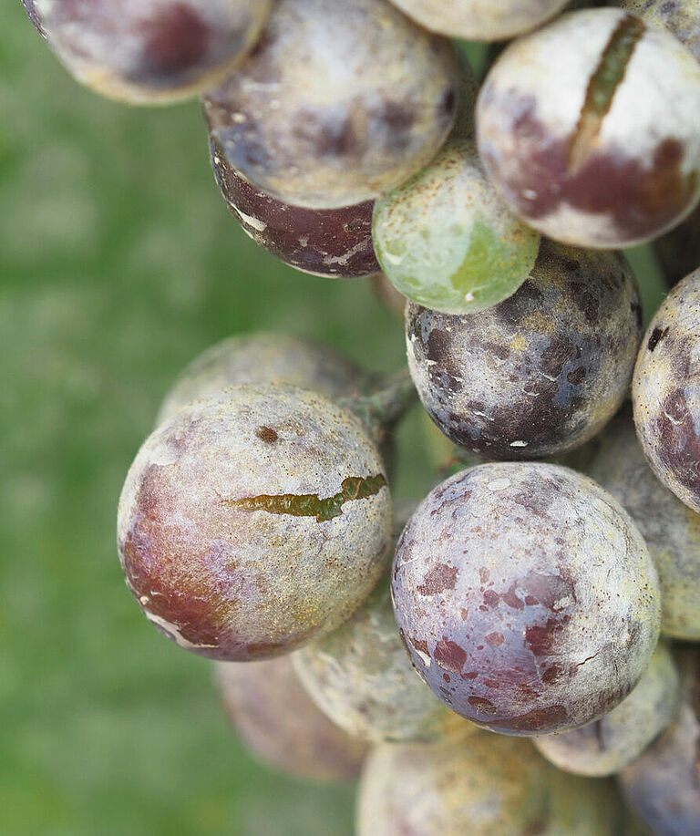Severy powdery mildew on grapevine. Infected berries show cracking and scaring.
