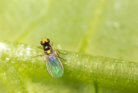 Mosca minadora