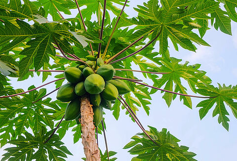 Mamão papaia