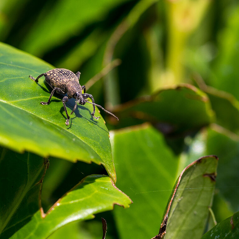 The Vine weevil Otiorhynchus sulcatus