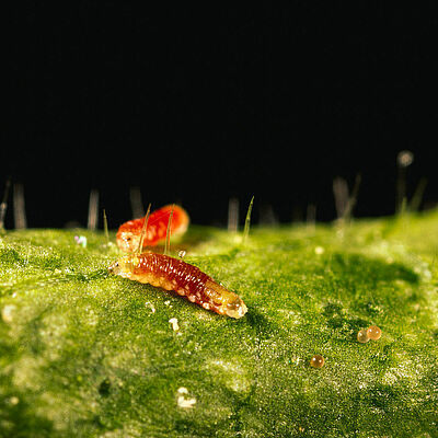 Estágio larval de Feltiella acarisuga