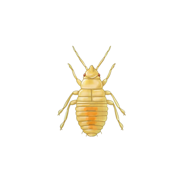 Orius laevigatus ninfa jovem