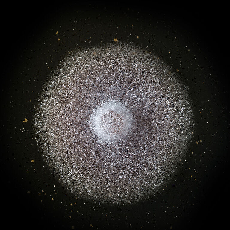 Basal rot Fusarium oxysporum grown in petri dish