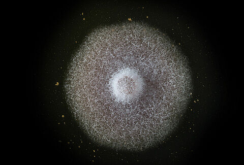 Fusarium spp.