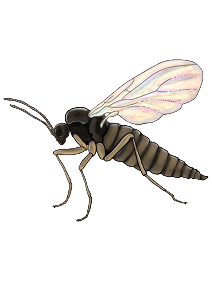 Bradysia paupera adult
