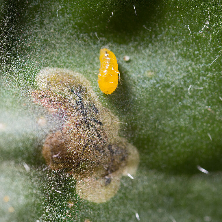 Larva of the American serpentine leafminer Liriomyza trifolii