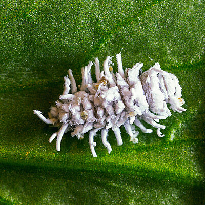Estágio larval de Crypolaemus montrouzeri