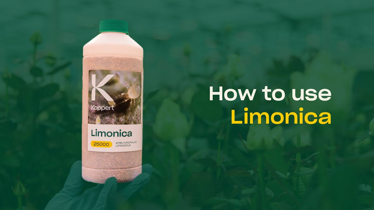 How to use Limonica from Koppert How to use Limonica from Koppert