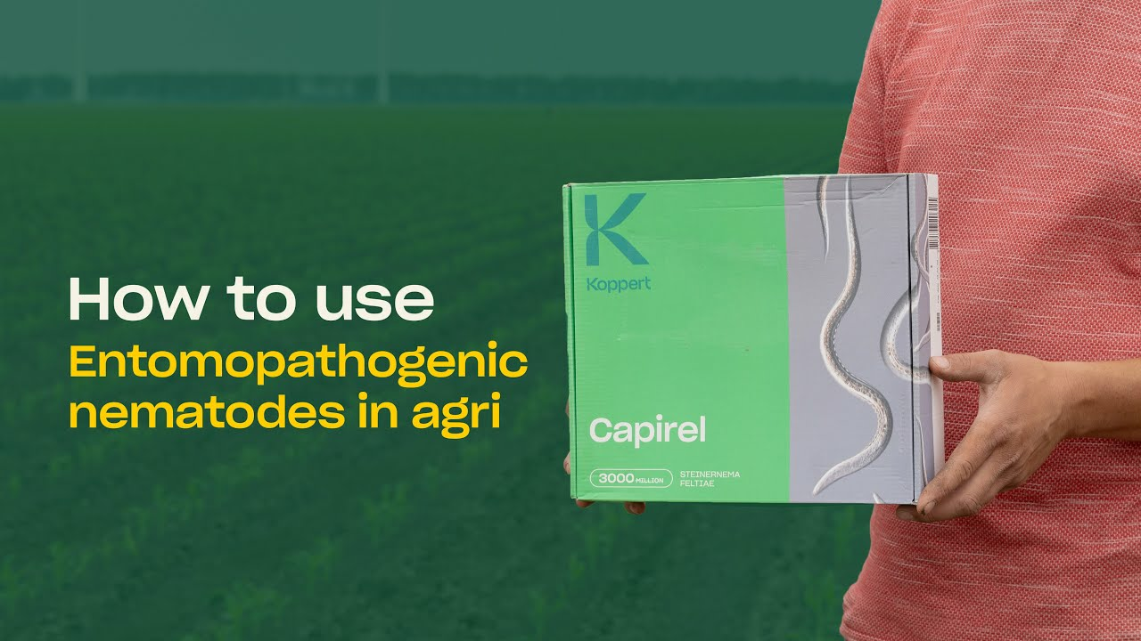 How to Use Beneficial Nematodes in Outdoor Crops: A Step-by-Step Guide