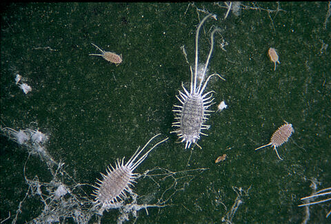 Long-tailed mealybug Pseudococcus longispinus infestation