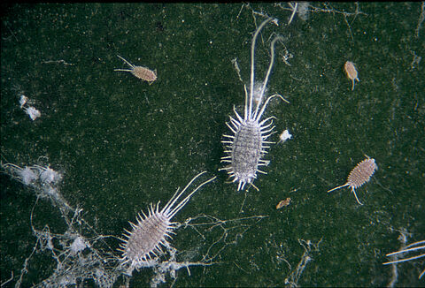 Cochonilha de cauda longa