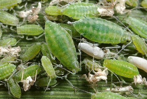 Pulgón harinoso del ciruelo