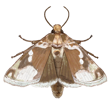 Chrysodeixis chalcites adult