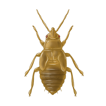 Orius laevigatus ninfa mais velha