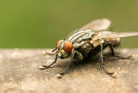 Mosca doméstica