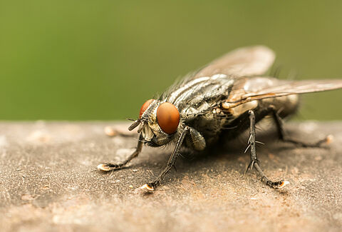 Mosca doméstica