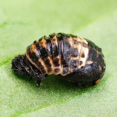 Adalia bipunctata fase de pupa