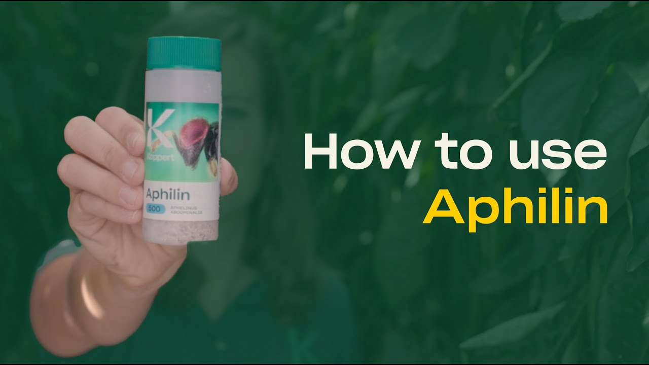 How to use Aphilin from Koppert How to use Aphilin from Koppert