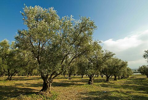Oliveira
