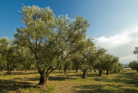 Oliveira