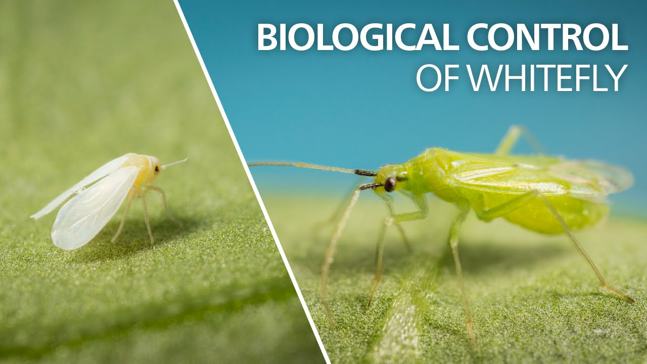 Biological control of whitefly - Macrolophus pygmaeus Biological control of whitefly - Macrolophus pygmaeus