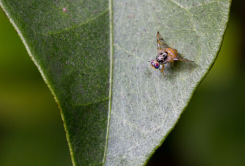 Mosca mediterrânica da fruta