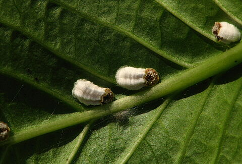 Escamas de cera