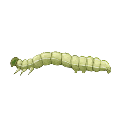 Chrysodeixis chalcites larva