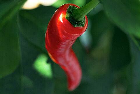 Pimenta