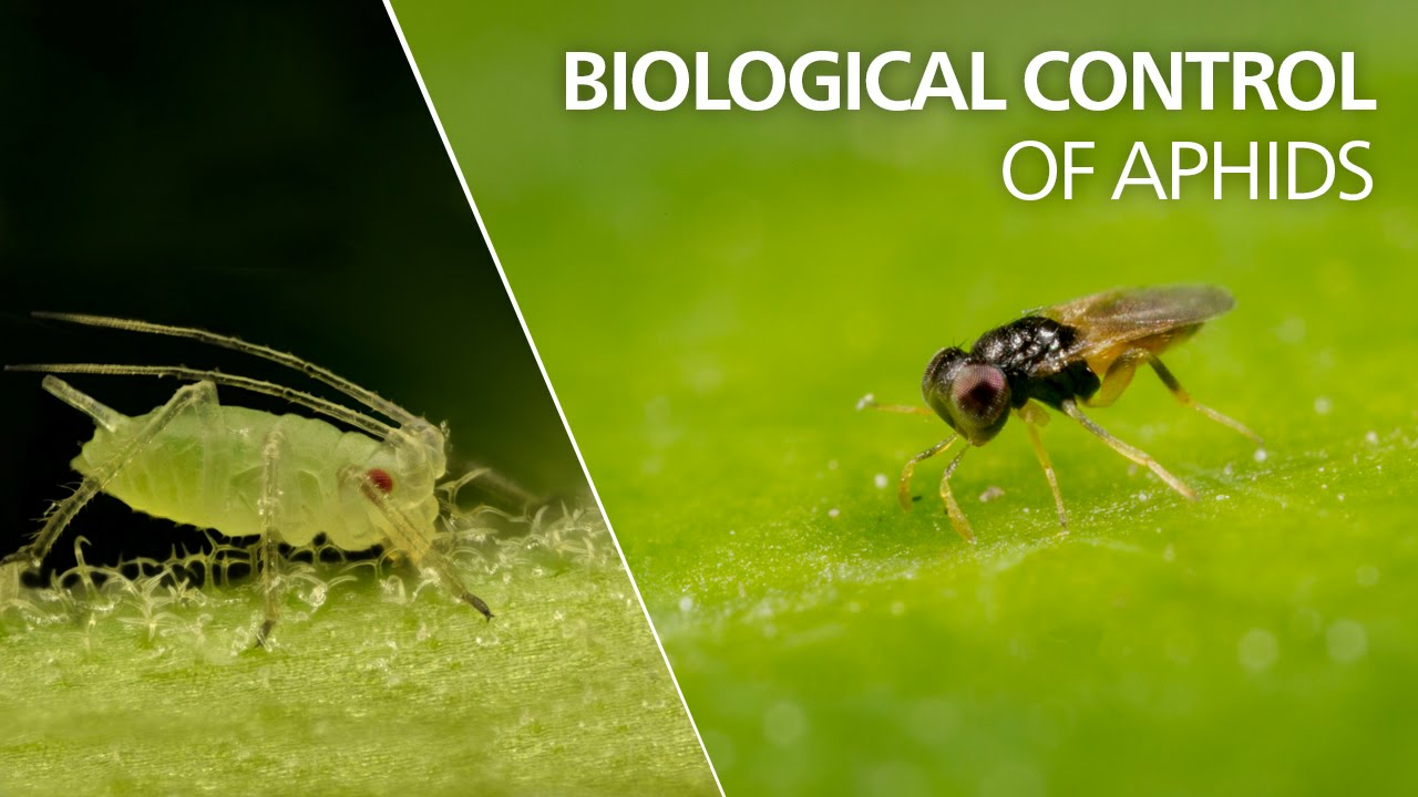 Biological control of aphids - Aphelinus abdominalis Biological control of aphids - Aphelinus abdominalis