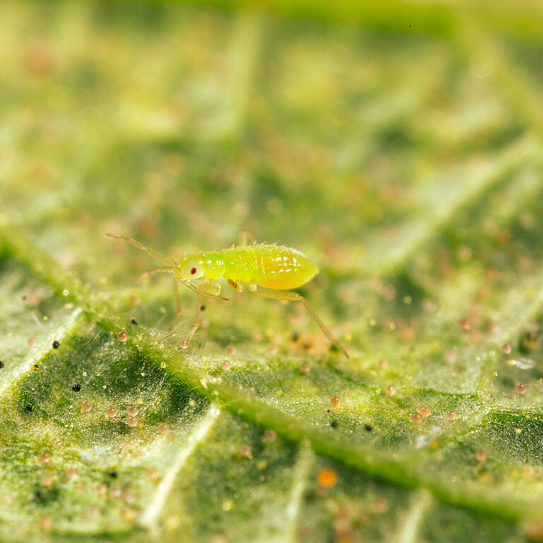 Ninfa jovem de Macrolophus pygmaeus